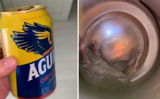 Le hizo ‘fondo blanco’ a una cerveza, notó un gusto raro y se encontró con una ratita adentro de la lata