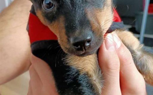 Un perro está demorado en Ezeiza por la falta de una vacuna hace 36 horas: amenazan con deportarlo