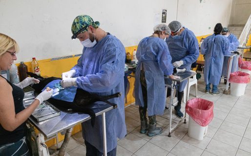 Se desarrolló con éxito el primer fin de semana de esterilización