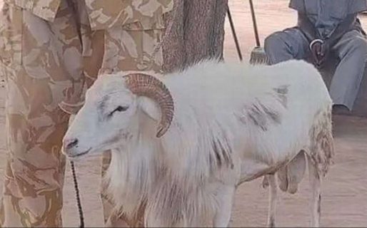 Un juez condenó a un carnero que mató a una mujer: deberá cumplir tres años de prisión