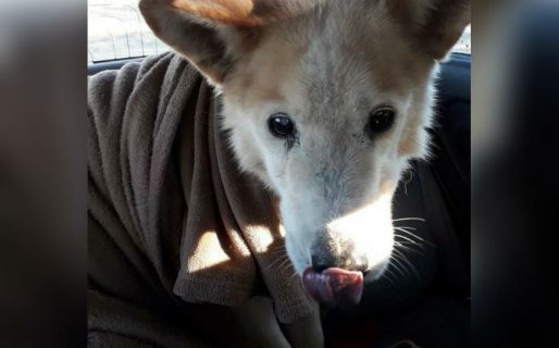 ¡Encontraron a Arturo! El perro que había huido por la pirotecnia arrojada en una manifestación