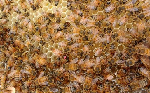 Comodoro será sede de la primera exposición del sector apícola en la región