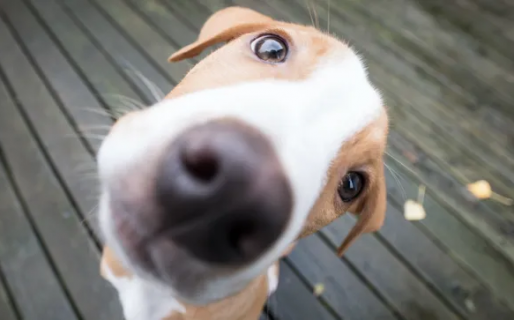 El original y divertido nombre que un inglés le puso a su perro