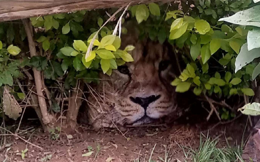 Pánico y desesperación por un león escondido entre los arbustos: era una bolsa de Carrefour