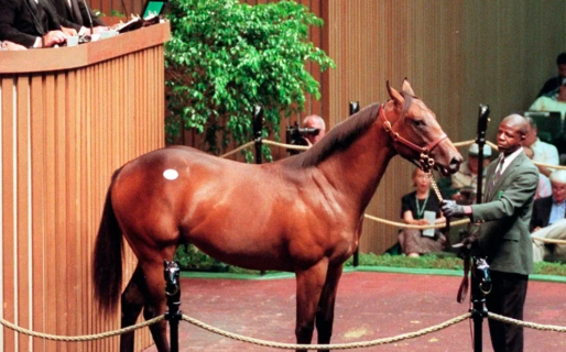 Gastaron una fortuna en una yegua campeona y resultó ser un macho