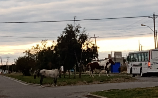 Dos caballos sueltos a la vera de la avenida más transitada de Palazzo causaron incertidumbre en los conductores