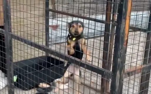 A la espera de recuperar su libertad, así vive Coco, el perrito que quedó en cuarentena en Ezeiza