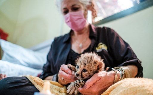 Nacen tres guepardos trillizos y es un hito para una especie en peligro de extinción