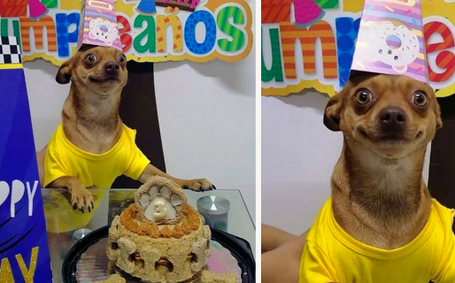 Es el perrito más feliz del mundo porque le festejaron su cumpleaños con torta incluida