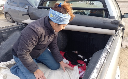 Levantan perros de la calle, los llevan a castrar y les buscan dueños