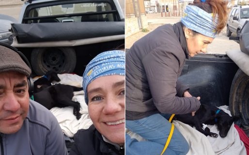 Por amor a los animales, comenzaron a llevarlos a castrar hace una semana y ya van salvando más de 20