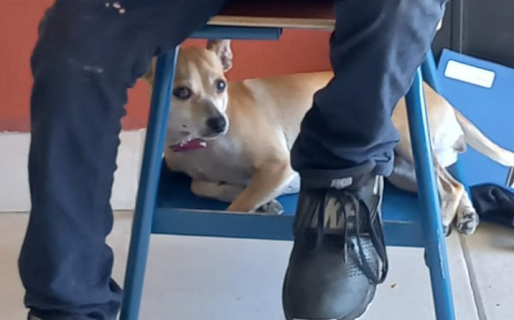 No tenía con quien dejar a su perro y la maestra lo dejó ir al colegio con él