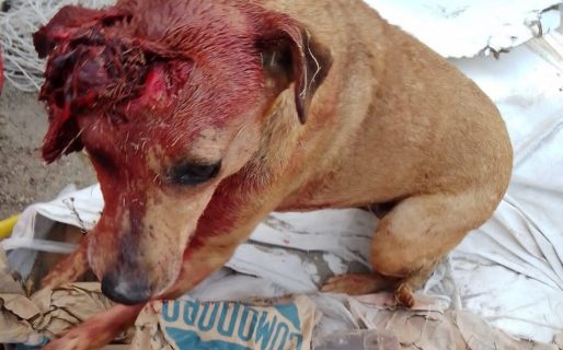 Tres perros agresivos atacaron por segunda vez a la mascota del Club Laprida