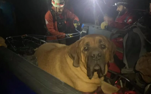 Debieron rescatar a un perrito gordo que se cansó y no pudo bajar la montaña