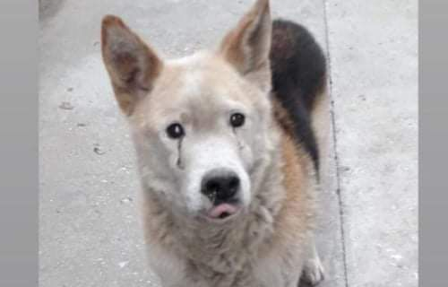 Un perro huyó de su casa por las bombas de estruendo arrojadas en una manifestación