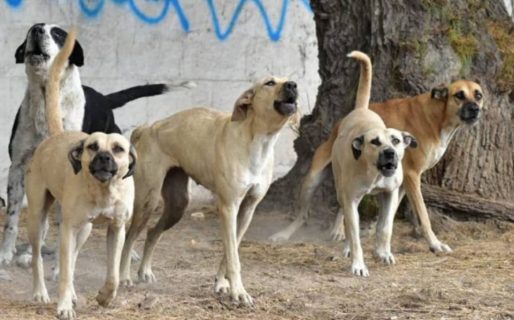 “En Caleta Córdova hay perros sueltos como para hacer puré”