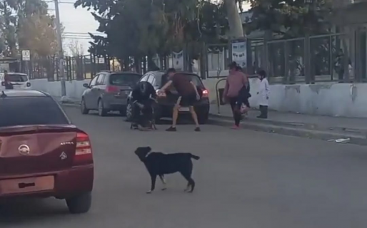 Un Pitbull se escapó y atacó a varios perros a la salida de un colegio