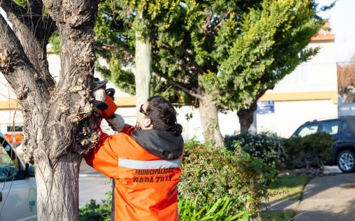 Temporada de poda: Cómo es el servicio