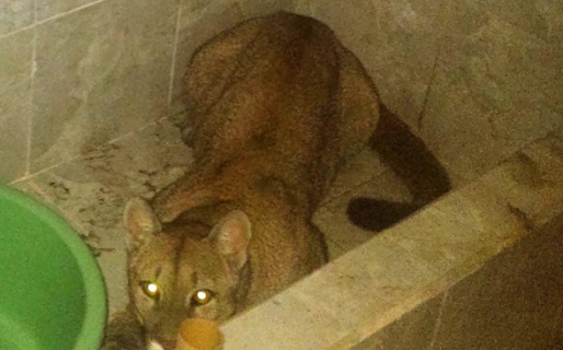 Se levantó para ir al baño por la noche y encontró un puma en la ducha