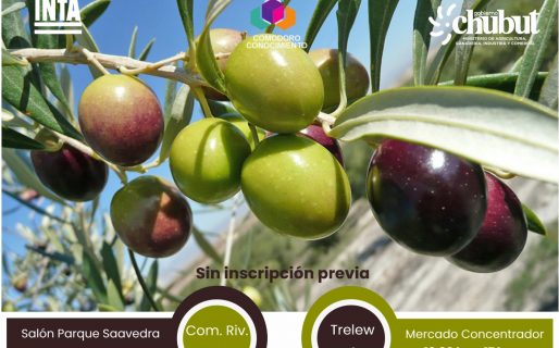 Convocan a productores a participar del seminario de cultivo de olivo en Comodoro Rivadavia y Trelew