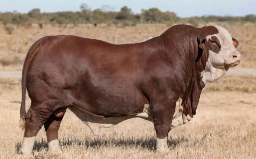 Quieren poblar la Patagonia con «toros»