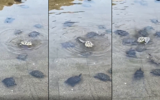 El increíble comportamiento de un grupo de tortugas cuando una de ellas estaba en peligro