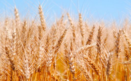 Incertidumbre de cara a la nueva campaña de trigo: Un 40% de los productores sostuvo que destinará menos área al cereal