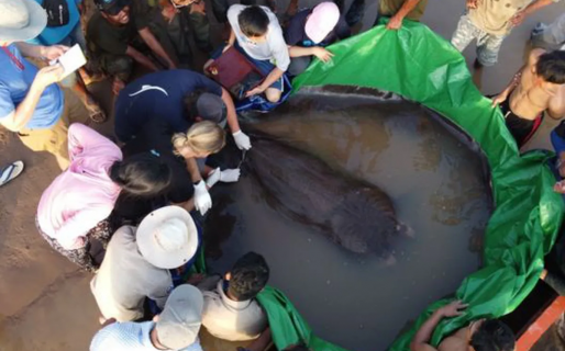 Descubren el pez de agua dulce más grande del mundo: una raya de 300 kilos