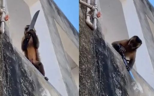 Un mono armado amenazó a los vecinos, robó galletitas y se llevó jabón en polvo de una casa