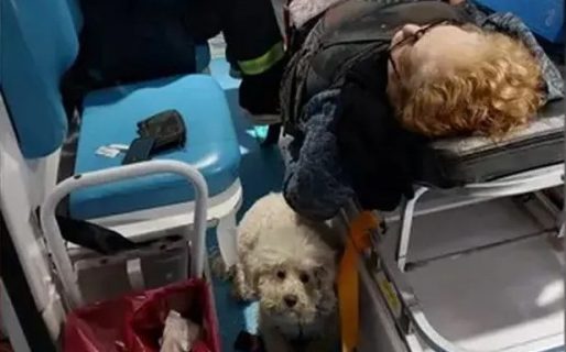 Amor viral: una mujer tuvo un ACV en la calle y su perra la acompañó en la ambulancia