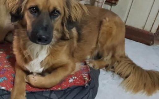 Desesperada búsqueda de un perrito hace casi una semana