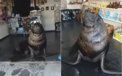 Un lobo marino se metió en un local y la reacción del dueño se hizo viral