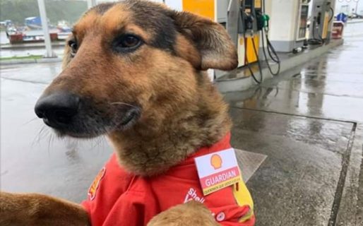 Empleados de una estación de servicio adoptaron un perrito callejero