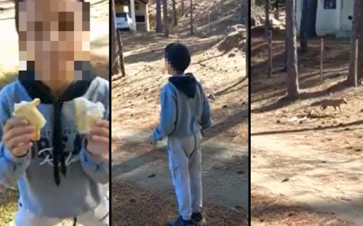 Filmaron a un niño llamando a los zorros con un silbido y alimentándolos como si fueran perros
