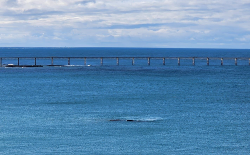 Habilitaron las excursiones náuticas: «Es un punto de partida para la ciudad»