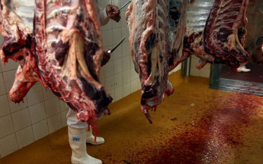 La faena de vacunos creció un 10% en Mayo, pero en un año de cepo la producción de carne cayó 5%