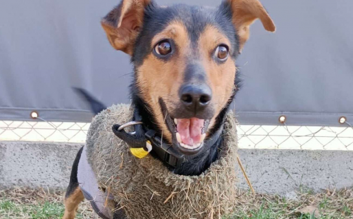 Liberan a Coco, el perrito que fue retenido en el aeropuerto