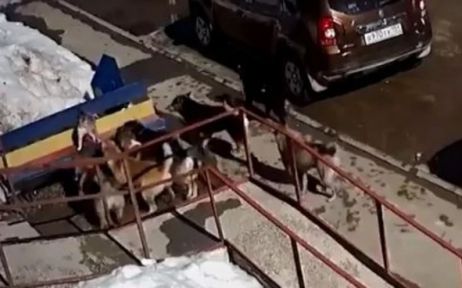 El gato más valiente: aguantó el ataque de siete perros y los hizo huir