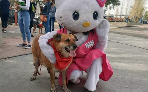 Llevarán a cabo en Comodoro una nueva jornada de adopción