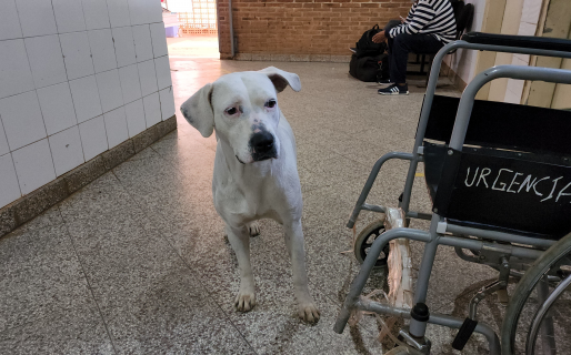 Su dueña entró en internación y ella la espera en los pasillos del Hospital