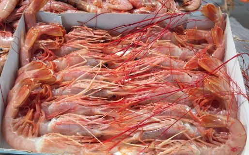 STIA: »El recurso es nuestro y no vamos a permitir que se procese en otra Provincia»