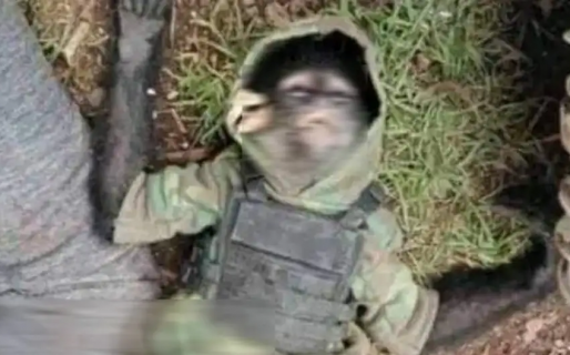 Un mono vestido de sicario y con chaleco antibalas fue abatido en un enfrentamiento narco