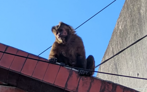 Un mono mordió a un policía tucumano que intentaba rescatarlo del techo de una casa
