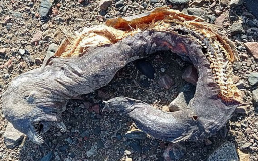 Una mujer encontró una misteriosa criatura en una playa, con dos mandíbulas y sin ojos: “Era espantosa”