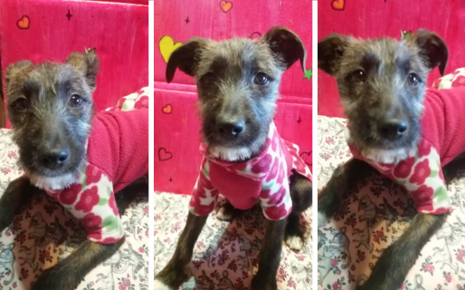 No la adoptan porque no es de raza