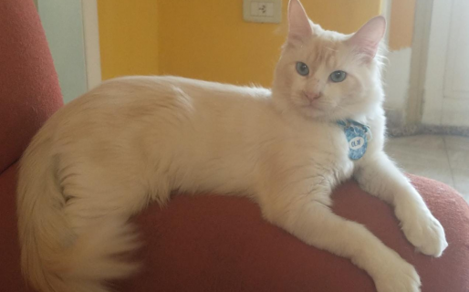 Hay recompensa para quien entregue a Olaf a su familia nuevamente