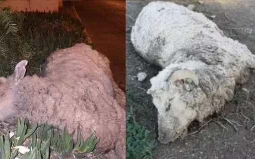 Misteriosa aparición de dos ovejas muertas en Km3