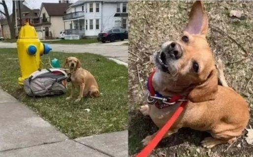 Abandonó a su perra con una mochila llena de juguetes, comida y una nota