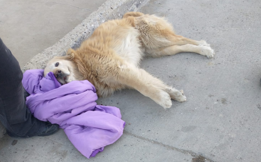 Un taxi atropelló y arrastró una cuadra a dos perros en el Jorge Newbery: Tuvieron que dormir a uno de ellos