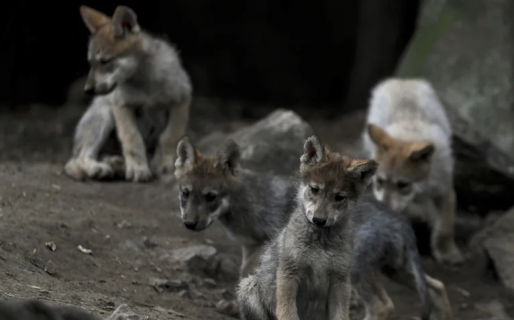 Un gen cariñoso y otro juguetón convirtieron al lobo en perro